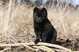 SCHIPPERKE 811